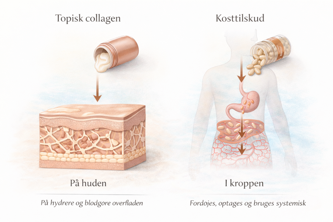 Collagen i hudpleje – vælg produkter efter hudtype & behov | K-Beauty ...